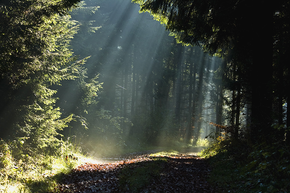 Waldweg am Morgen....