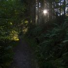 Waldweg am Morgen