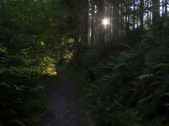 Waldweg am Morgen