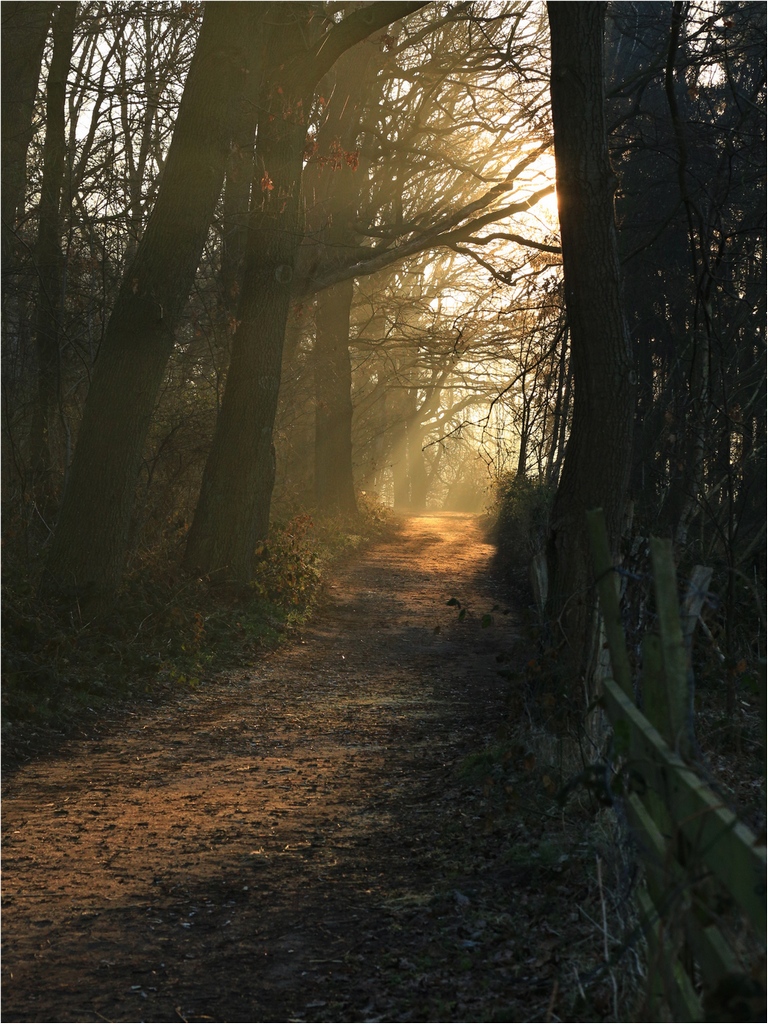 Waldweg am Morgen