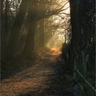 Waldweg am Morgen