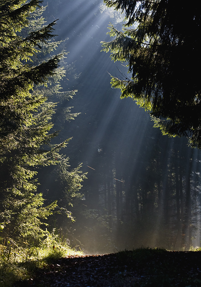 Waldweg am Morgen....die zweite