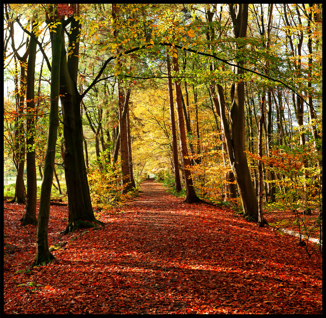 Waldweg am Schönebecker Schloss 