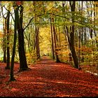 Waldweg am Schönebecker Schloss 