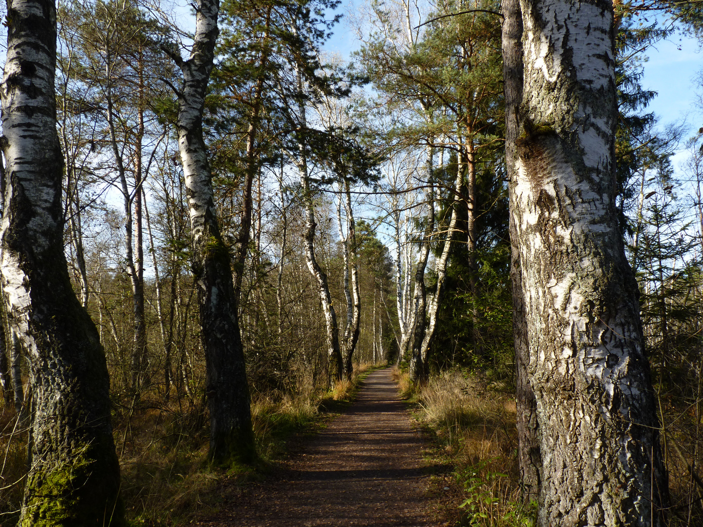 Waldweg am Schwenninger Moos