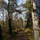 Waldweg am Schwenninger Moos