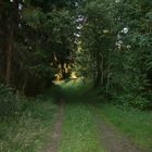 Waldweg am Tragber