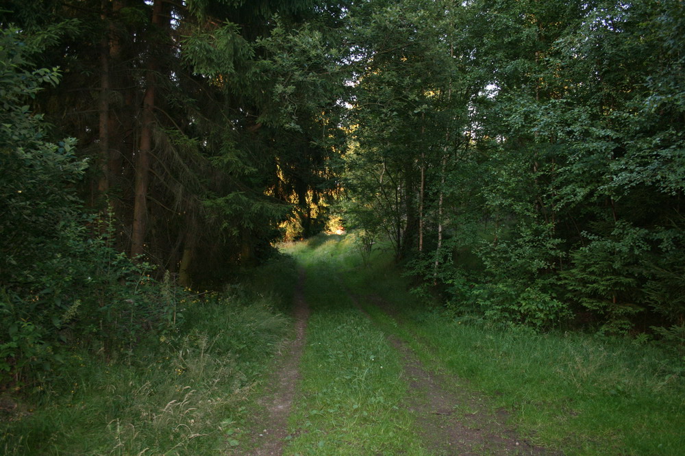 Waldweg am Tragber