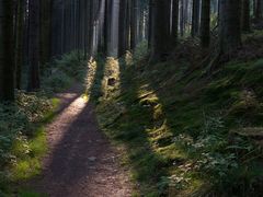 Waldweg an der Hoppecke