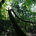 Waldweg an der Isar