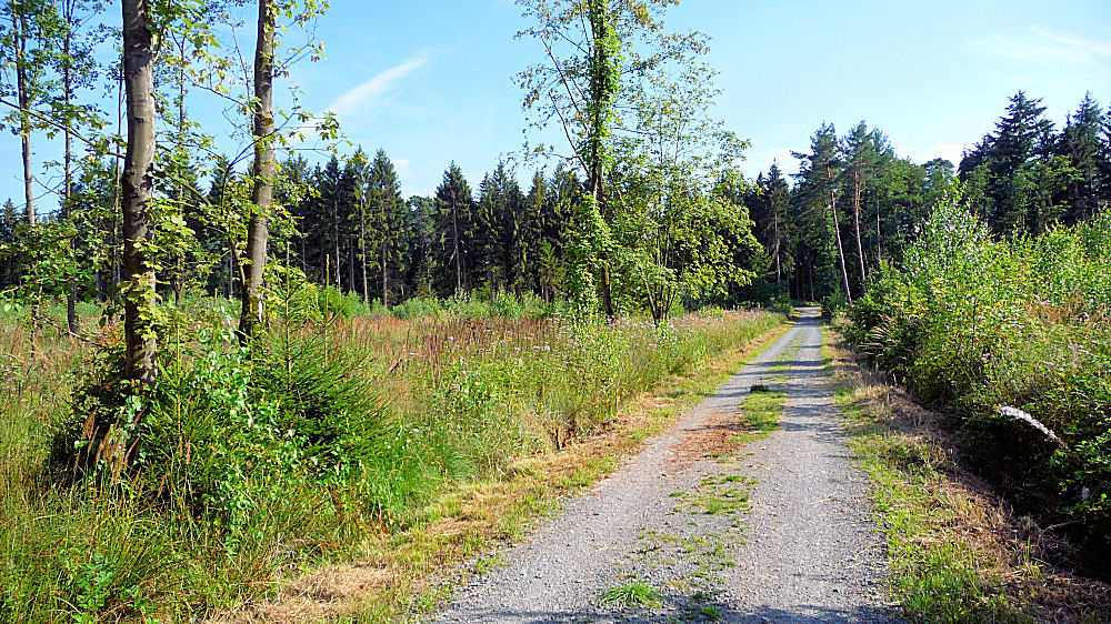 Waldweg an einem späten Sommernachmittag