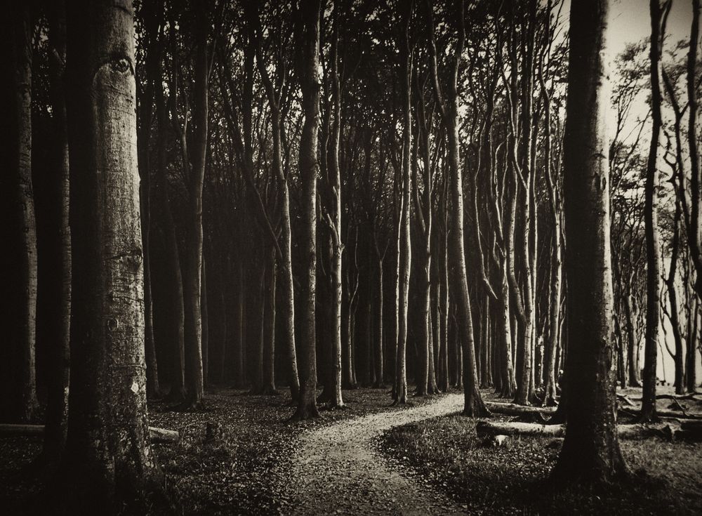 Waldweg (Analog)