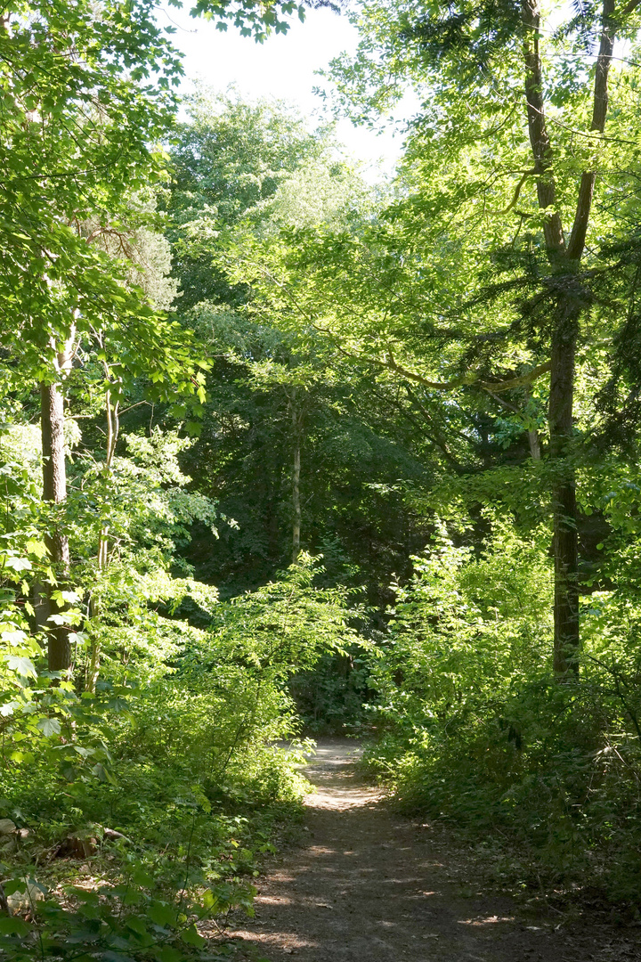 Waldweg auf Amrum