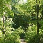 Waldweg auf Amrum