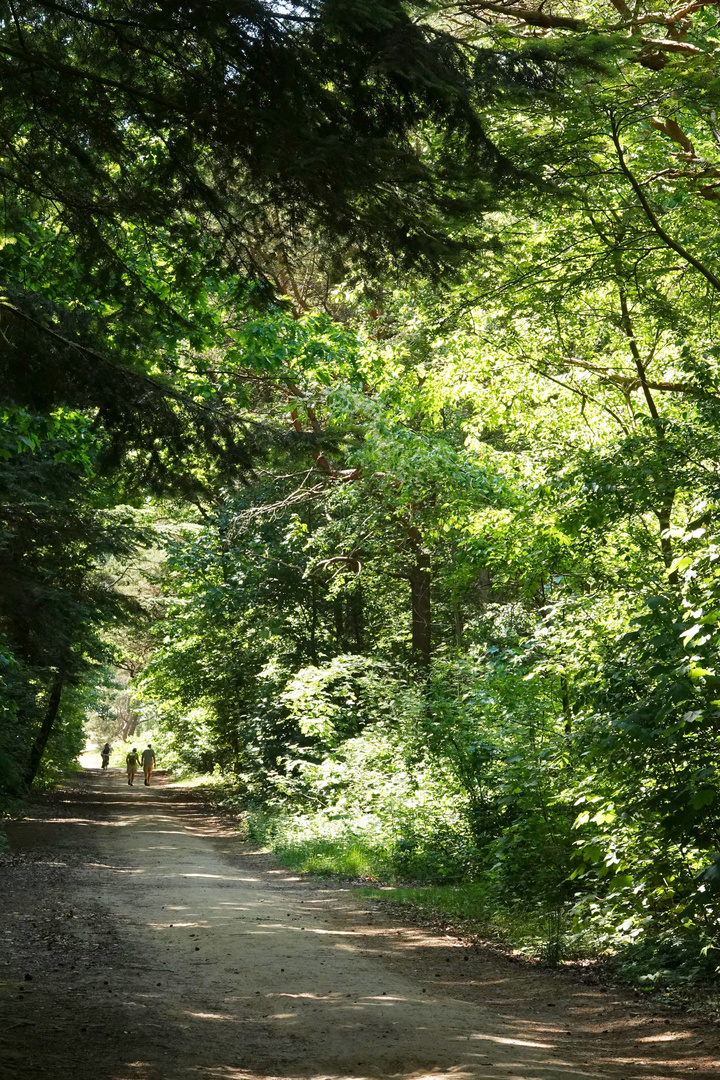 Waldweg auf Amrum