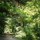 Waldweg auf Amrum