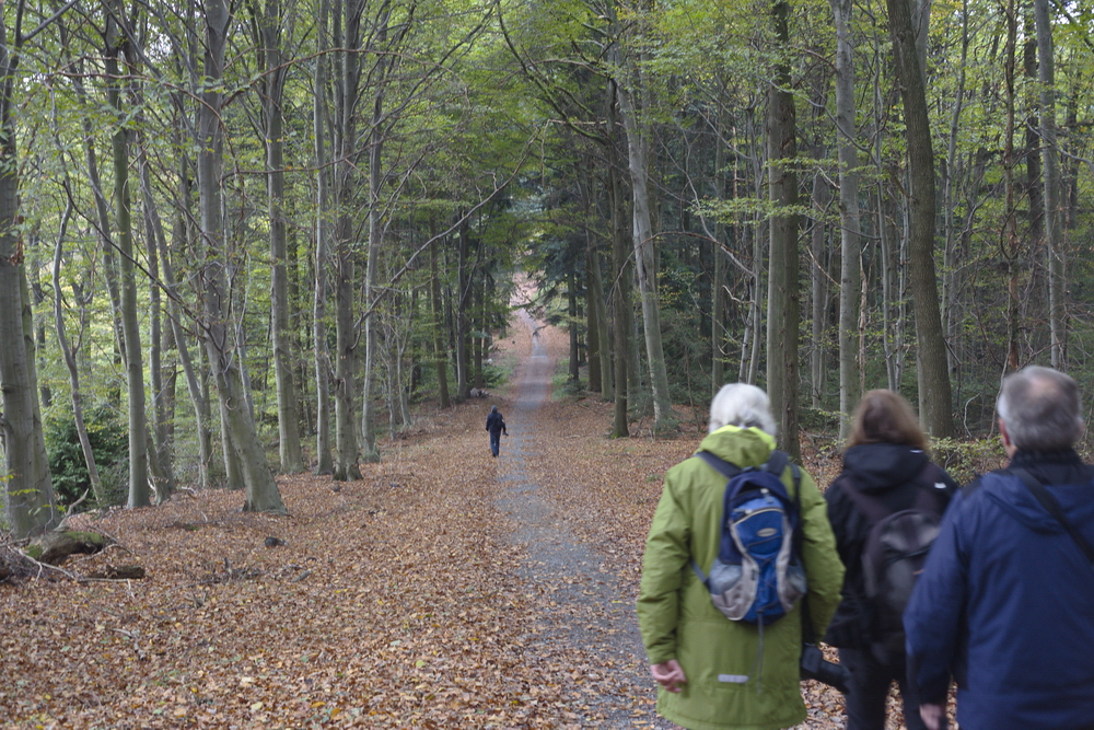 Waldweg auf dem Heiligenberg