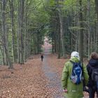 Waldweg auf dem Heiligenberg