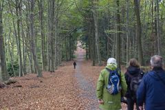 Waldweg auf dem Heiligenberg