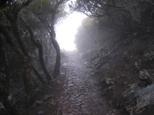 Waldweg auf Madeira