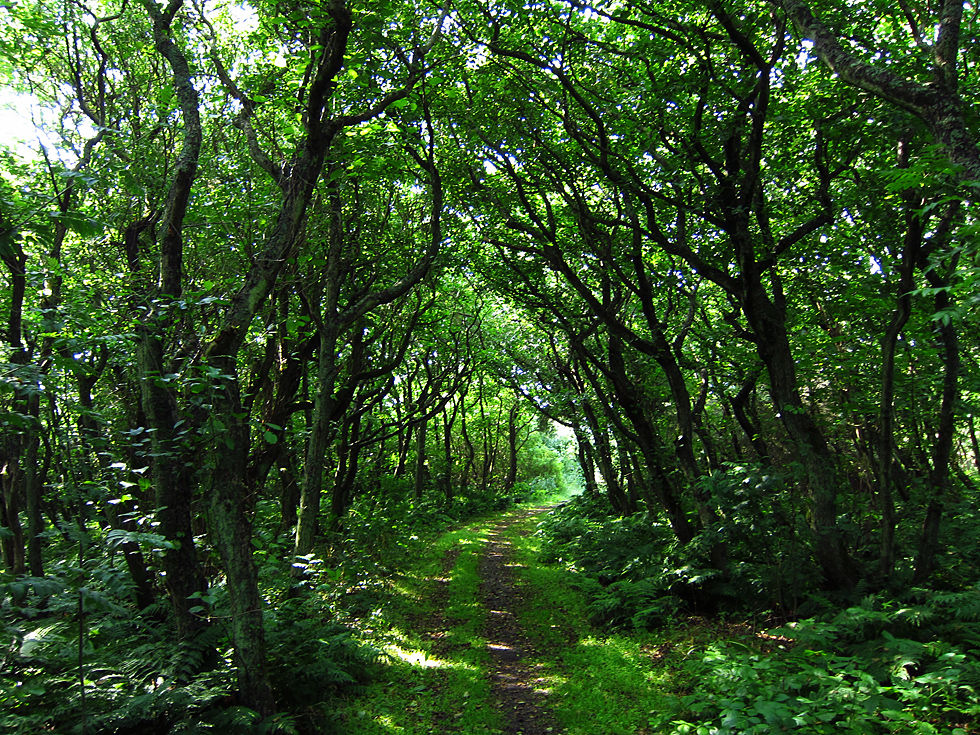 Waldweg auf Sylt