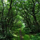 Waldweg auf Sylt