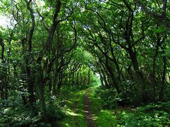 Waldweg auf Sylt