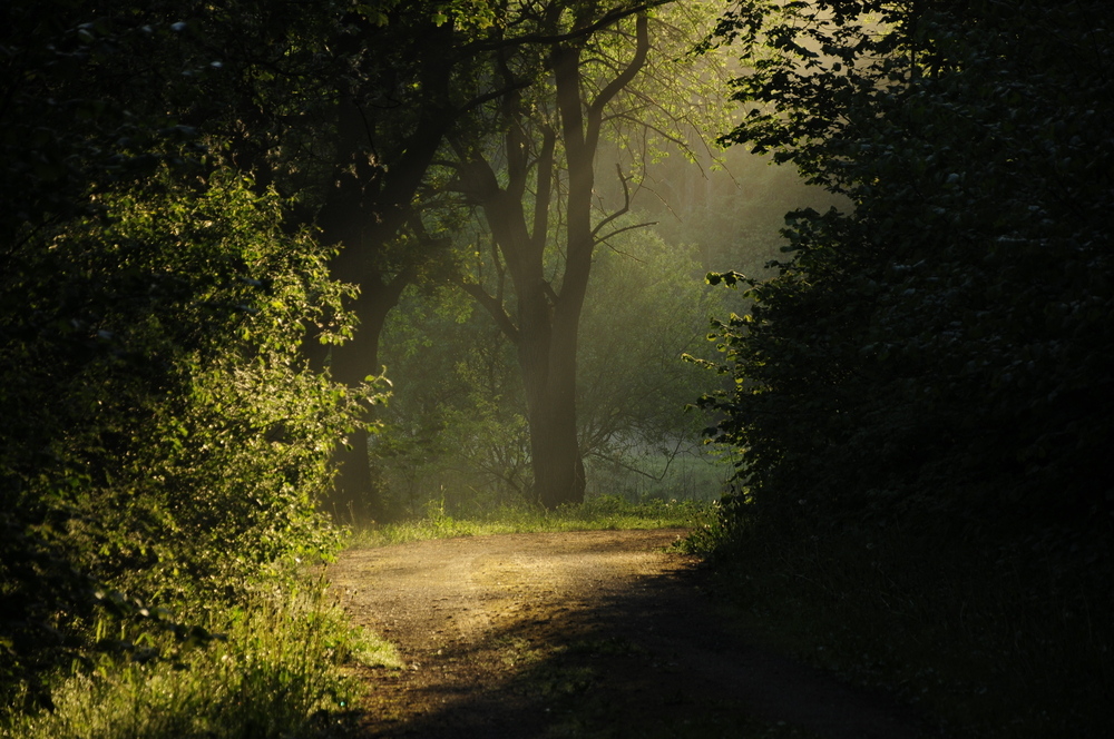 Waldweg