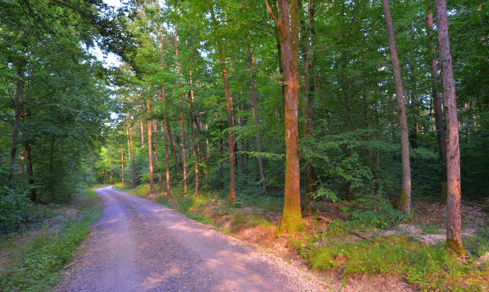 Waldweg