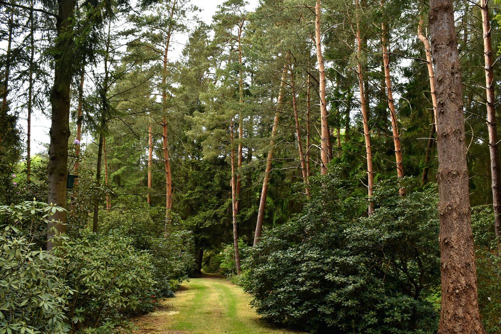 Waldweg