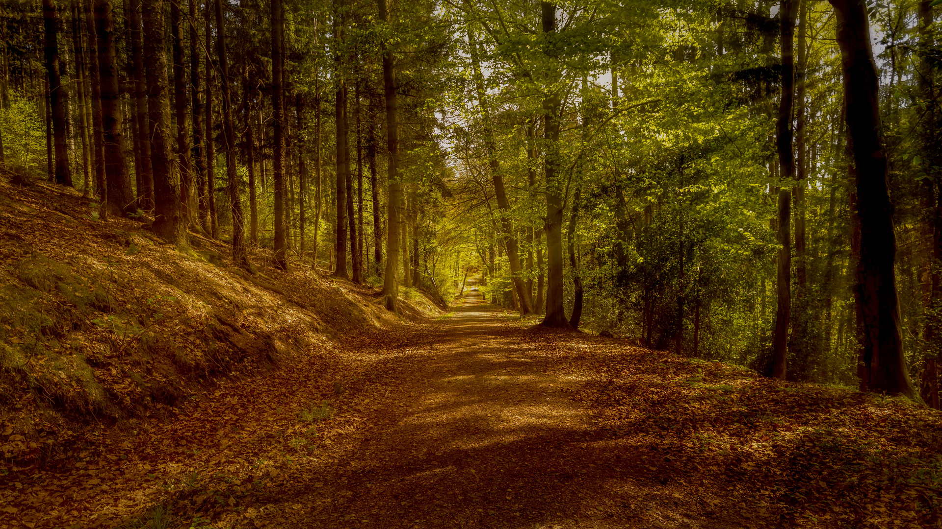 Waldweg Foto & Bild nature, wald, landschaften Bilder auf