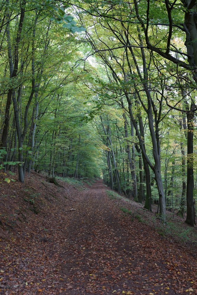 Waldweg