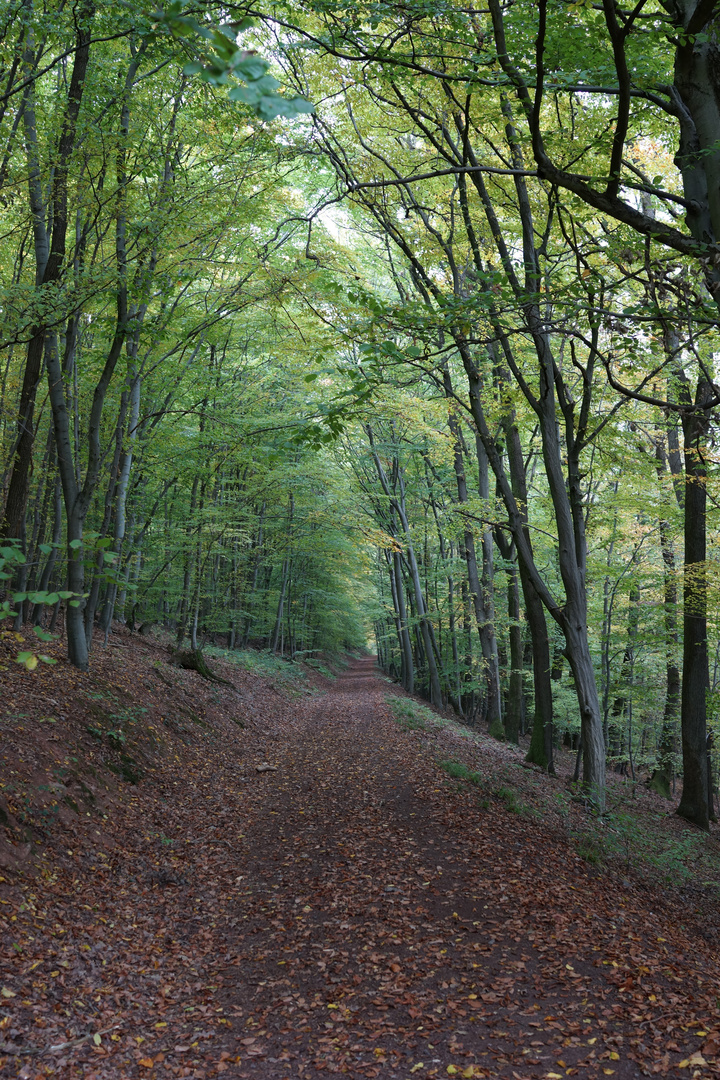 Waldweg