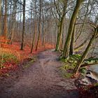 Waldweg