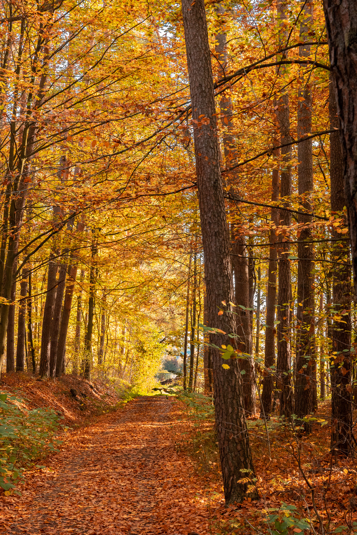 Waldweg