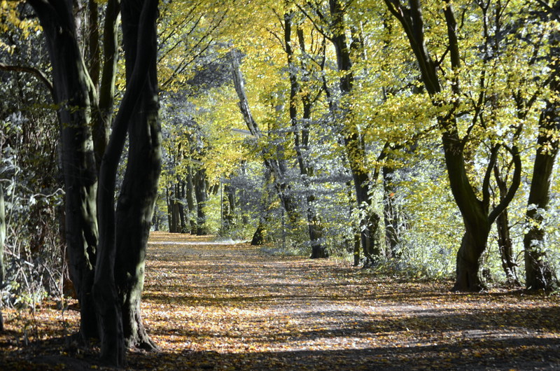 Waldweg