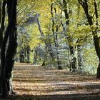 Waldweg