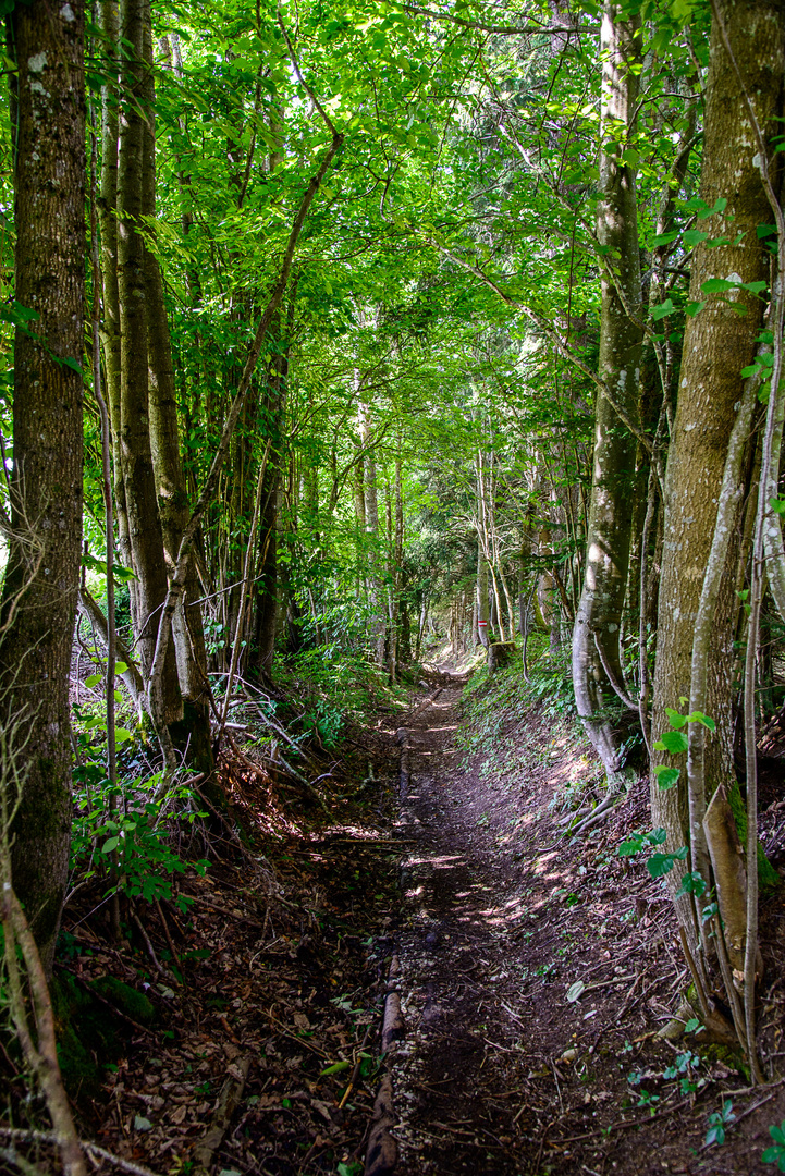 Waldweg