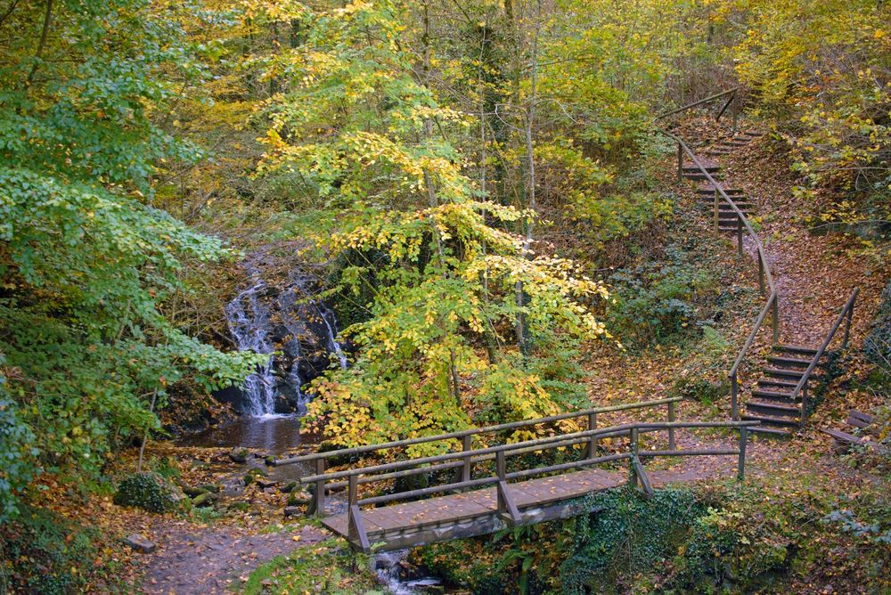 Waldweg.