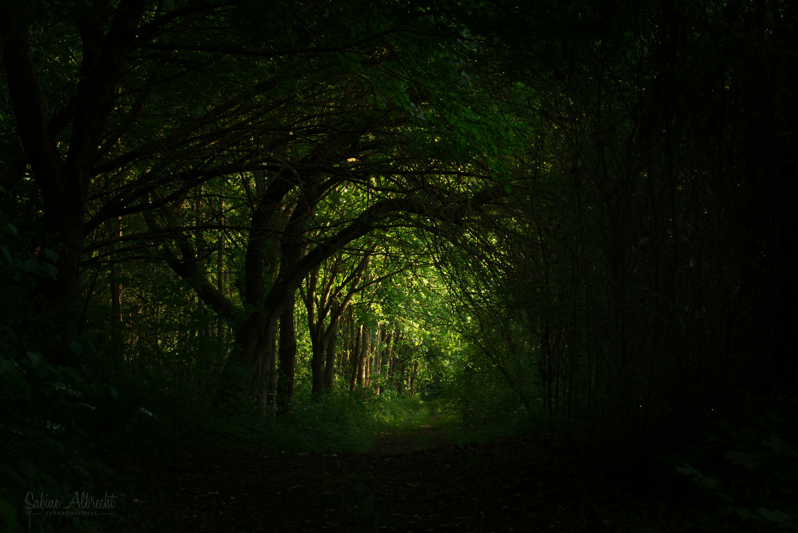 Waldweg