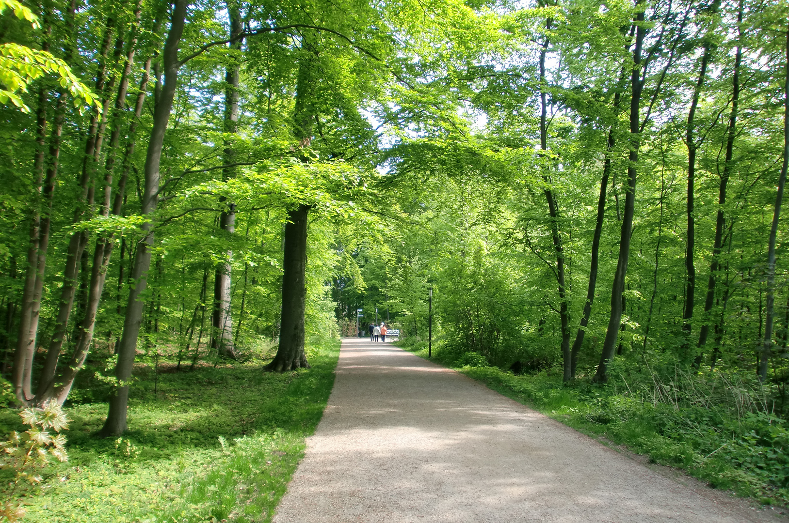 Waldweg