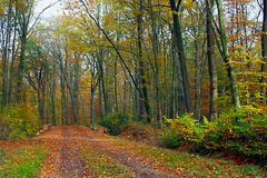 Waldweg