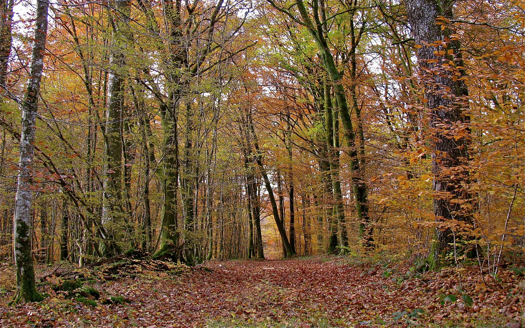 ... WALDWEG ...