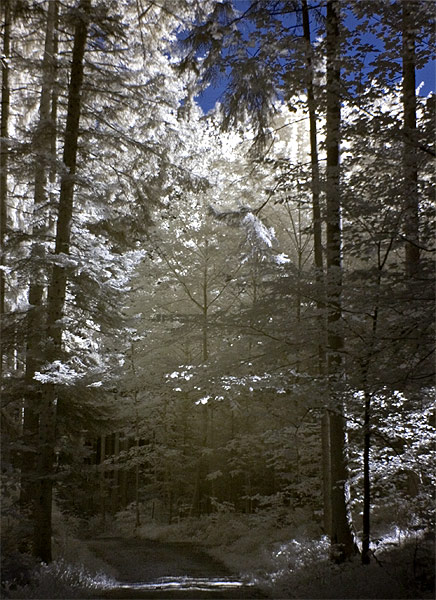 Waldweg