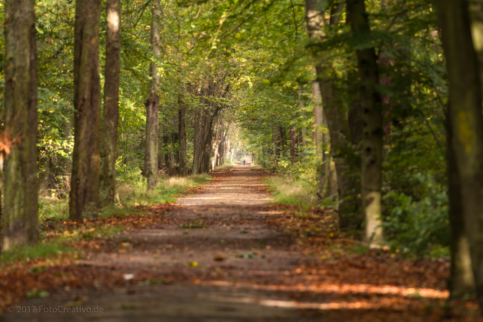 Waldweg