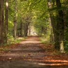 Waldweg