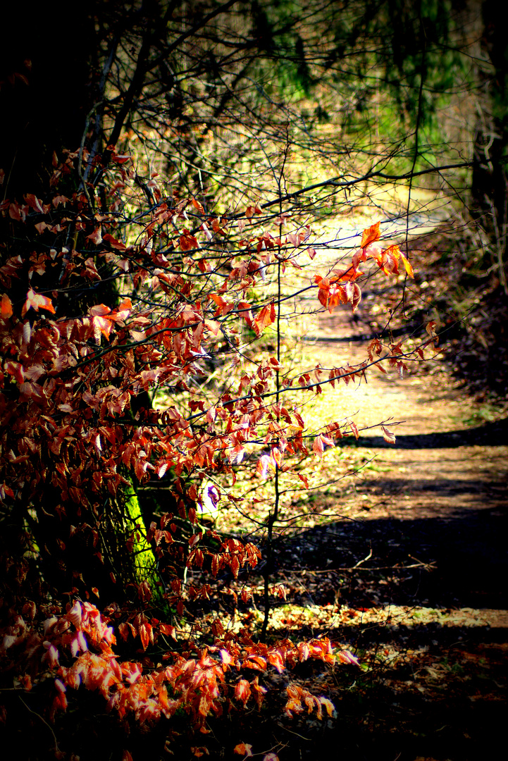 Waldweg