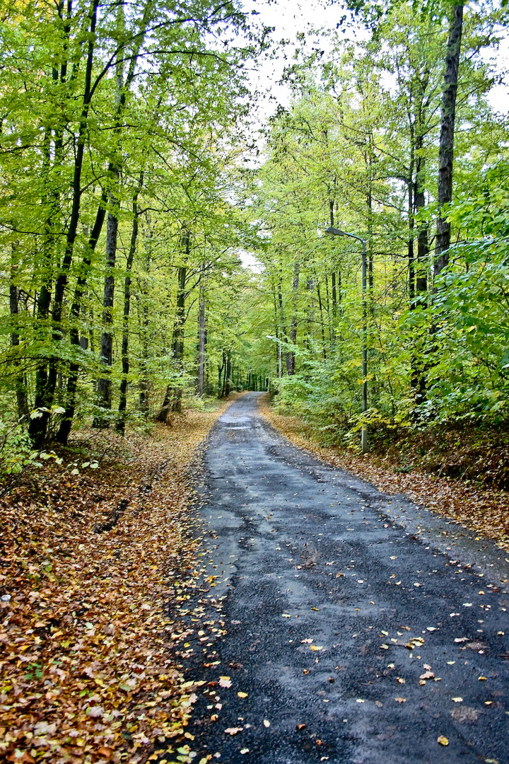 Waldweg