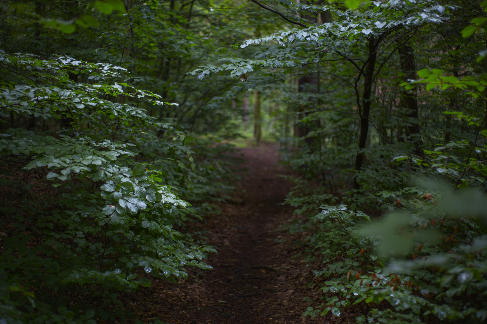 Waldweg