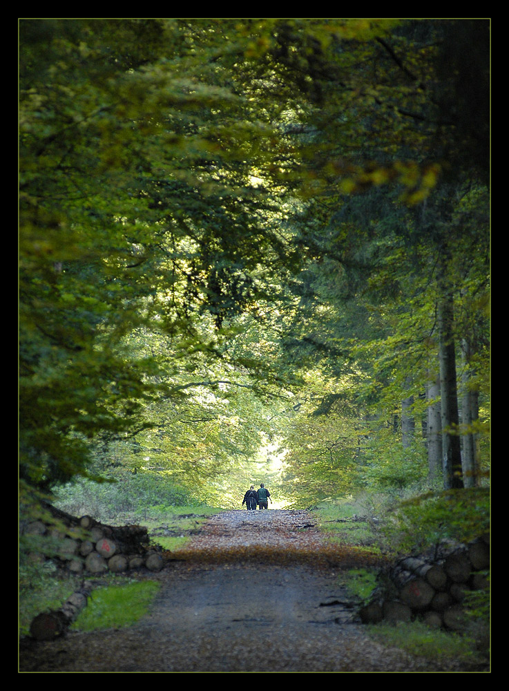 waldweg